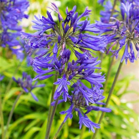 agapanthus navy blue